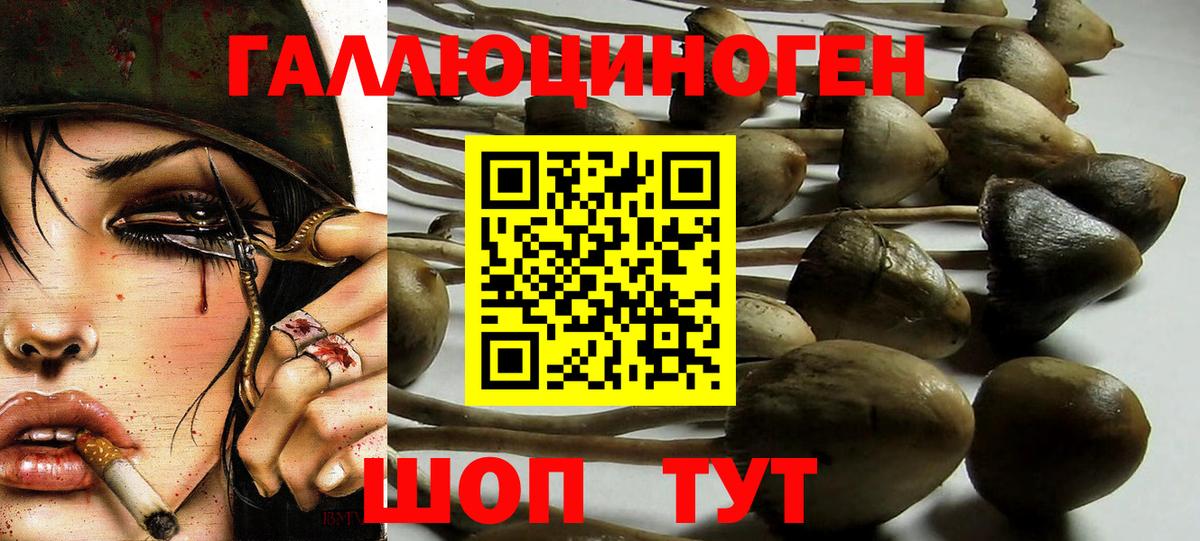 Ковров  Псилоцибиновые грибы Psilocybine cubensis  Вход с VPN 